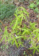 IMG_9939.jpeg