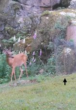 IMG_3854.jpeg