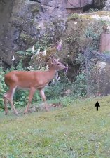 IMG_3853.jpeg