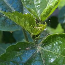 Spider mites on VS hibiscus.png