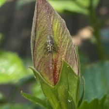 Insect on VS hibiscus.png