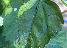 Dirty leaf on VS hibiscus.png