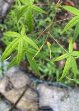 IMG_0112.jpeg