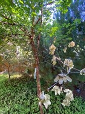Paperbark-Maple-.jpg
