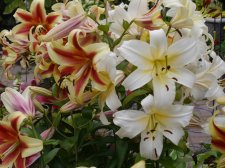 P9820120-lilies.JPG