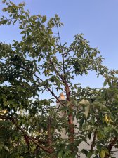 IMG_4409.jpeg