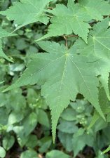 IMG_0528.jpeg