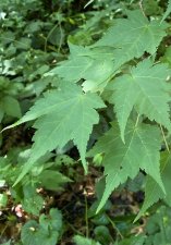 IMG_0526.jpeg