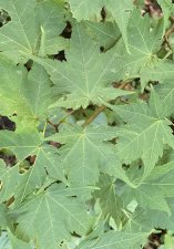 IMG_0521.jpeg