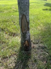 IMG_5115.jpeg
