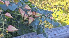 Koelreuteria paniculata_UBCBG_Cutler_20240905_160429.jpg