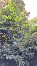 Acer serrulatum_UBCBG_Cutler_20240905_153530.jpg