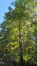 Meliosma alba_UBCBG_Cutler_20240905_151858.jpg