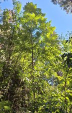 Bretschneidera sinensis_UBCBG_Cutler_20240905_154856.jpg