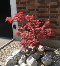 maple.png