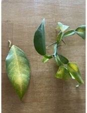 YUZU Deep green until recently.jpg