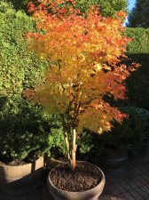 2 fall coral bark.JPG