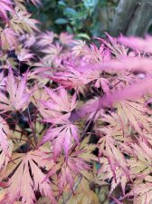 IMG_9008.jpeg