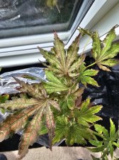 PALMATUM MILLIGAN 1.jpg