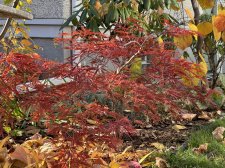 IMG_2443.jpeg