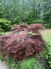 IMG_6231.jpeg