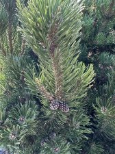 IMG_2561.jpeg