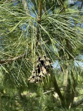 IMG_2569.jpeg