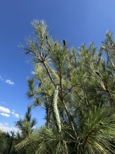 IMG_2572.jpeg