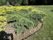 IMG_2579.jpeg