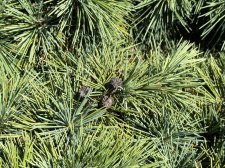 IMG_2580.jpeg