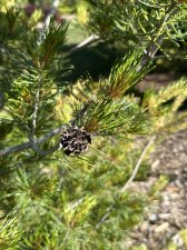 IMG_2589.jpeg