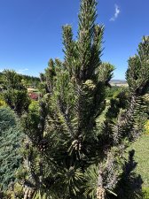 IMG_2600.jpeg