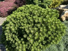 IMG_2606.jpeg