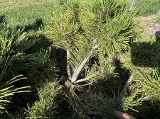 IMG_2611.jpeg