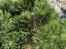 IMG_2616.jpeg