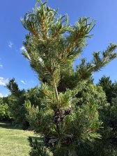 IMG_2623.jpeg