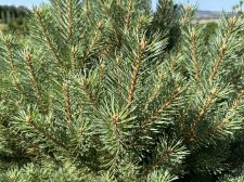 IMG_2626.jpeg