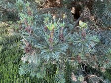 IMG_2633.jpeg