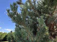 IMG_2634.jpeg