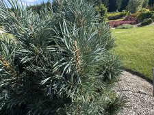 IMG_2648.jpeg