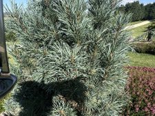 IMG_2649.jpeg