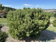 IMG_2650.jpeg