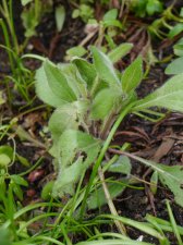 P9820970-rudbeckia-hirta-cherrybrandy.JPG