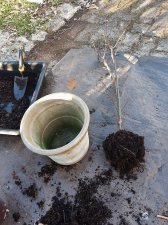 acerp-SkeetersBroom_250305a.jpg