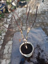 acerp-SkeetersBroom_250305b.jpg