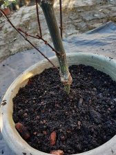 acerp-SkeetersBroom_250305c.jpg