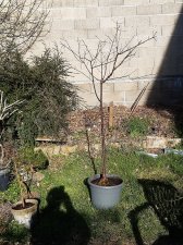 acer-gris01_250305b.jpg