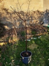acer-gris01_250305c.jpg
