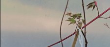 Screenshot_20250331_173106_Video Player.jpg