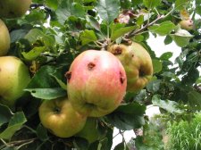 apple07.jpg